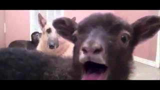 Miley Cyrus - Party In The U.S.A. (Goat Edition)