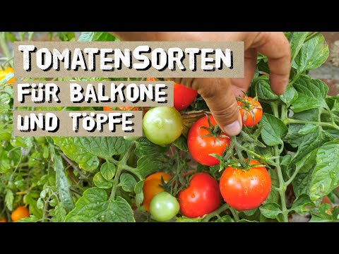 Tomato varieties for balconies, boxes and pots - grow bush tomatoes yourself, these varieties are...