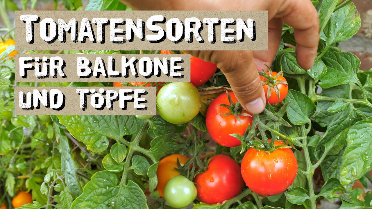 Tomatensorten für Balkon, Kästen und Töpfe - Buschtomaten selber anbauen, diese Sorten sind geeignet