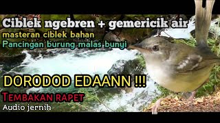 Download lagu Masteran Suara burung ciblek ngebren   suara air mengelair mp3