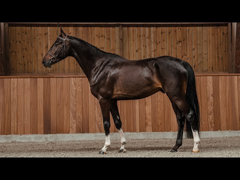 Thor AS Z - Standing