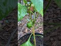 Baby Green Bell Pepper❤️ #bellpeppers #gardening #backyardgardening #growingvegetable #shorts