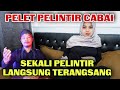 PELET PELINTIR CABAI SEKALI PELINTIR LANGSUNG NGAJAK GITUAN