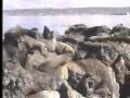 Sea Lion Shuffle
