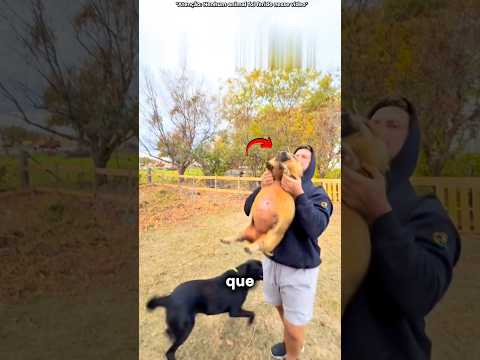 Porcos Não OLHAM Para o Céu! #curiosidades #incrivel