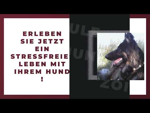 Zois Hundeschule YouTube-Vdeominiatur 4