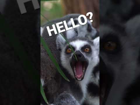 Cutest Lemur ever says hello 🐾