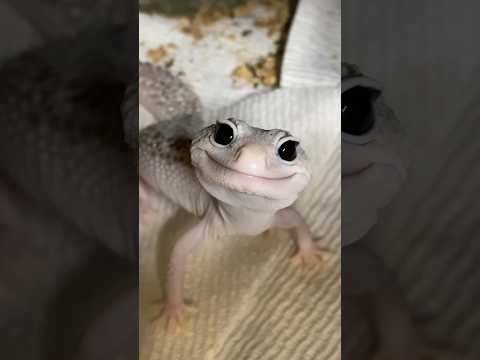 Enzo the Leopard Gecko 🥰🦎