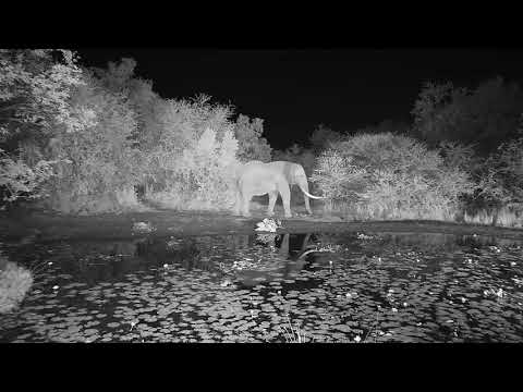 Kwa: Lone Elephant bull with stubbed tail passes through - 22:24 - 04/29/19