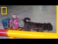 Watch Monkeys Forced To Perform In Circus On Nature Reserve National Geographic