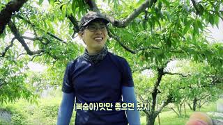 [나는 농부다] 복숭아 부부의 분홍빛  여름이야기 1부
