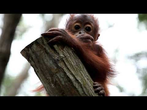 Save the Orangutan