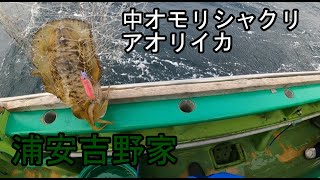 浦安吉野家アオリイカ