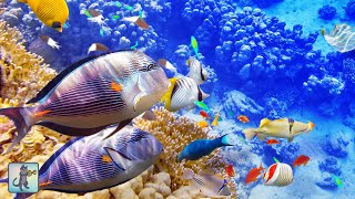 3 HOURS of Beautiful Coral Reef Fish, Relaxing Ocean Fish & The Best Relax Music 1080p HD