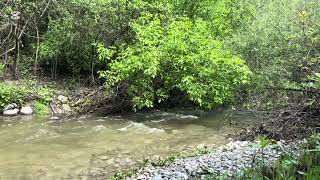 Relax and Sleep Well with the Healing and Calming Sound of Gentle Forest River, and Birds Singing