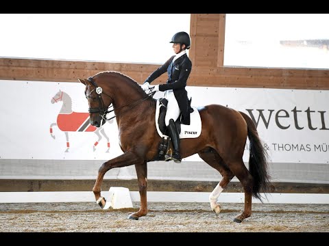 D'avie - Weltmeister - Grandprixsieger - Vererber