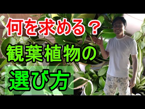 クロアチアで収穫されたトリュフ