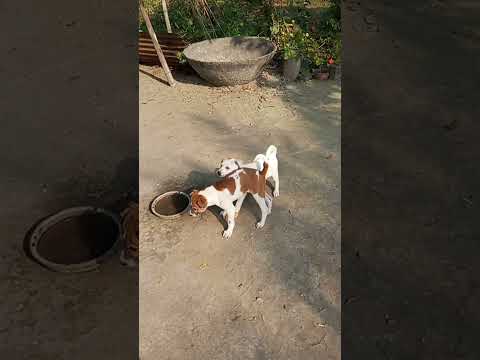 Cute Dog fight #funny #cuteanimal #music #cutepet #pets #coxs #cutepuppy #animals