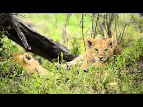 Exklusive Fotosafari - Masai Mara - Kenia - Migration