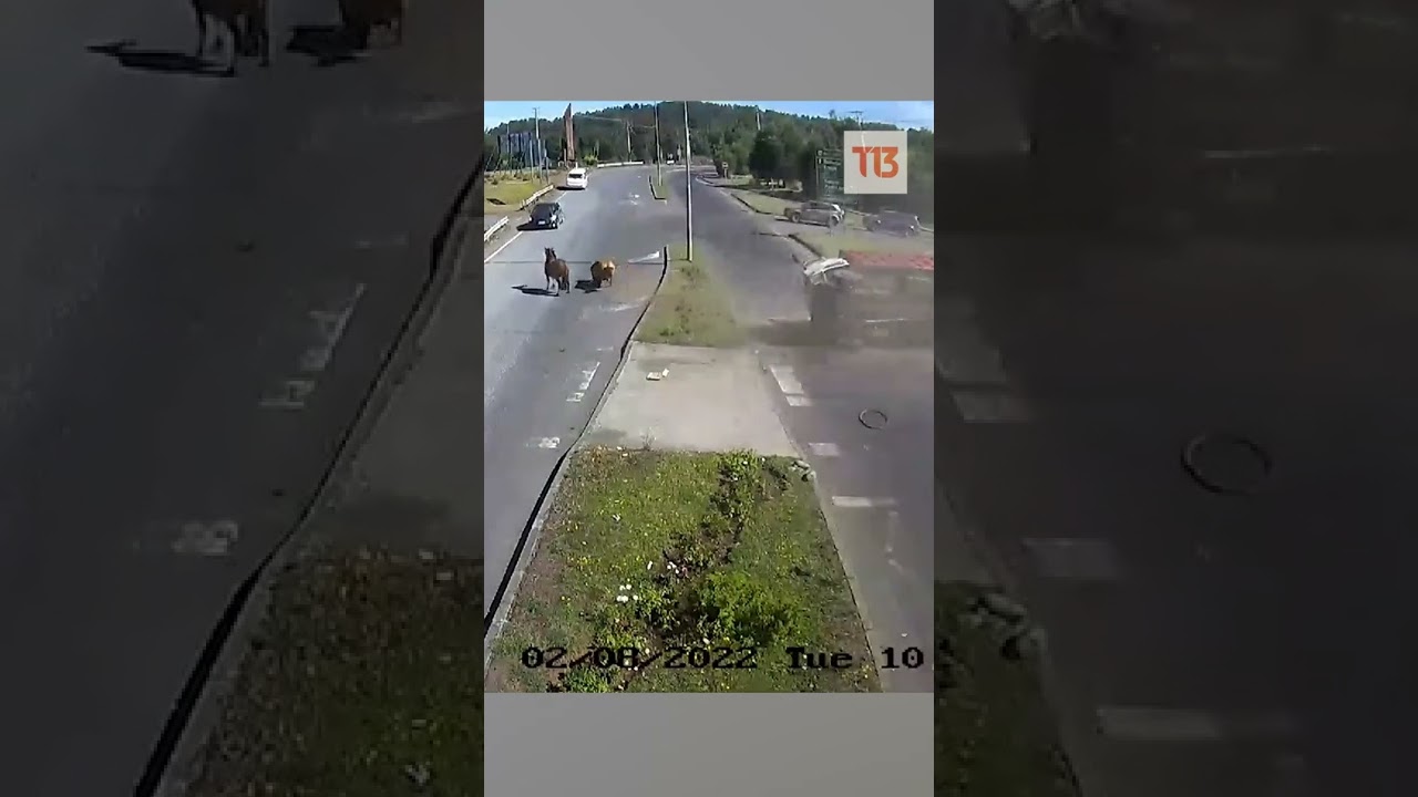Camión con caballos vuelca en Villarrica #shorts