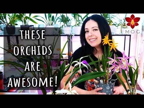 My favourite Orchid Hybrids! - Brassavola Intergenerics