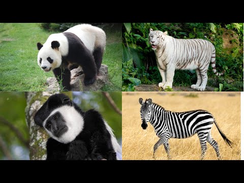 Black and White Animals with Name