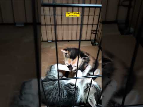CUTE CATS, CAT, 2 cute kittens are practicing and joking | MeowMeow #cat #shorts #pet #funny #cats