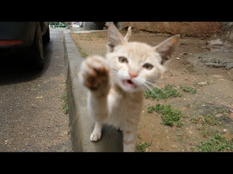 Lovely kitten trying to catch the camera
