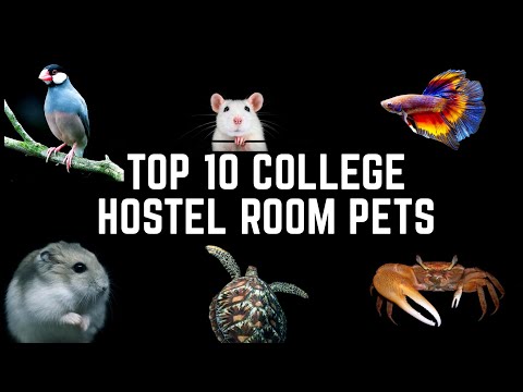 Suitable Pets for a Hosteler 🏨 | My Opinion