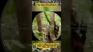 Download lagu Sudah Waktunya TNI Bergerak Bersihkan KKB‼️#tniad#komando #kopassus #kkb #papua mp3
