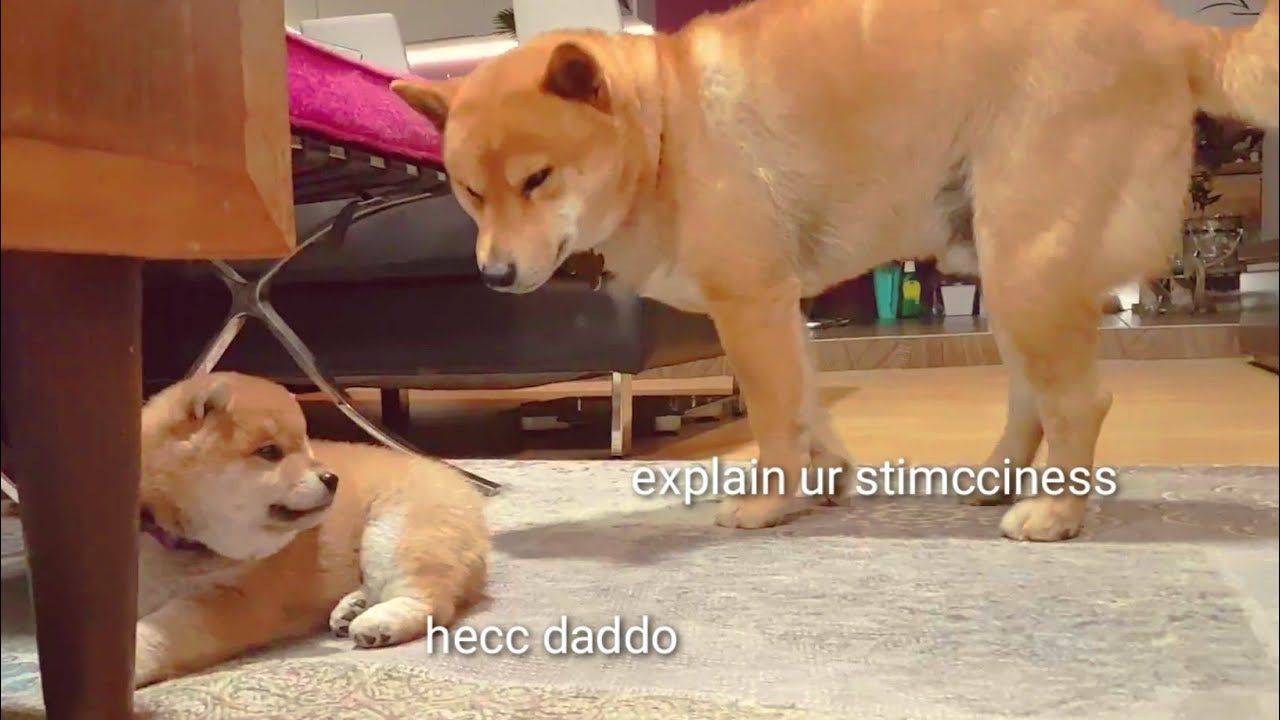 Shiro is dark & full of terrors - Shiba Inu puppies