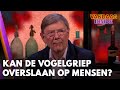 Hoe groot is de kans dat vogelgriep overslaat op mensen? | VANDAAG INSIDE
