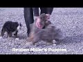 Mini Bernedoodle dogs for sale: Missy - Video 1