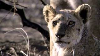 ATB - Future Memories (HD) WildLife Music Video