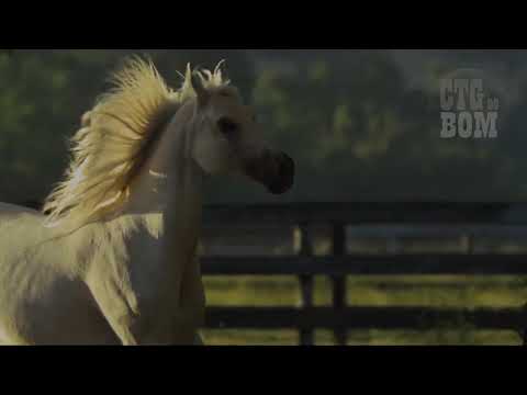 Eu Sou do Sul - Os Serranos