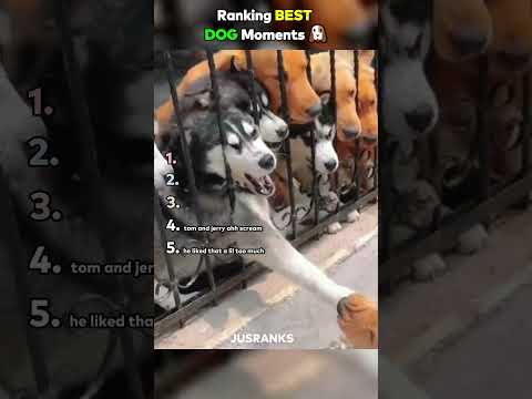 ranking best dog moments