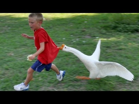 Hilarious Compilation of Animals