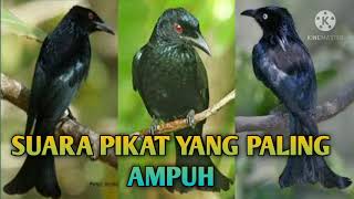 Download lagu suara burung srigunting ribut terbaru yang paling ampuh 💯% mp3