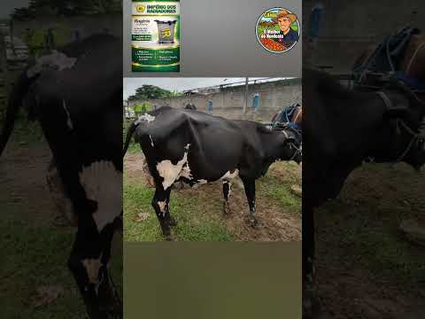 Feira de Animais de Abreu e Lima-PE com muitos bovinos Sábado:07/03/26 #gado #animais