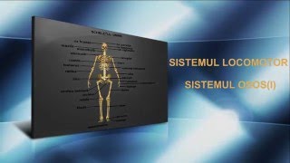Sistemul osos (I).