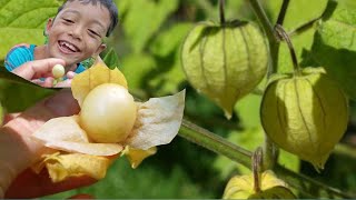 Download lagu Asyiknya Rahman Panen Buah Ciplukan di Ladang Jagung || Rahman Azzah mp3 Download lagu Asyiknya Rahman Panen Buah Ciplukan di Ladang Jagung || Rahman Azzah mp3