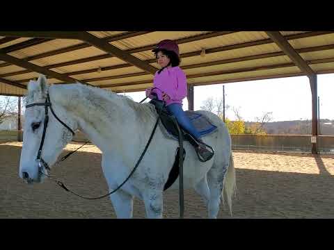 Warm Up Horse for Horseback Riding Lesson. Beginner Rider Expert Horse. Arena Work Farm Fun Fall.