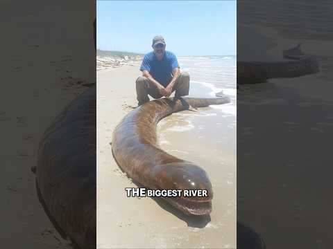 Giant Italian Catfish: Record-Breaking River Monster!