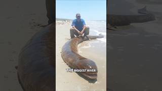 Giant Italian Catfish: Record-Breaking River Monster!