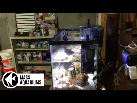 How To Install a Fluval Mini Protein Skimmer: 10 Gallon Reef Tank.