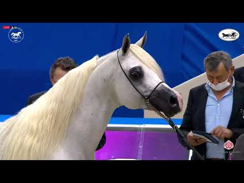 N 202 MOHARIB AL KHAZNA   Dubai International Arabian Horse Championship 2021   Stallions 7 9 Years