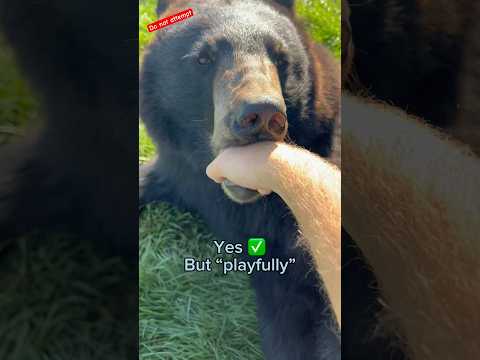 Which animals will bite me??? #animals #coolanimals #dangerousanimals #animalsofyoutube