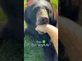Which animals will bite me??? #animals #coolanimals #dangerousanimals #animalsofyoutube
