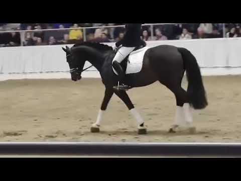 Don Romance PS - Equusstallions