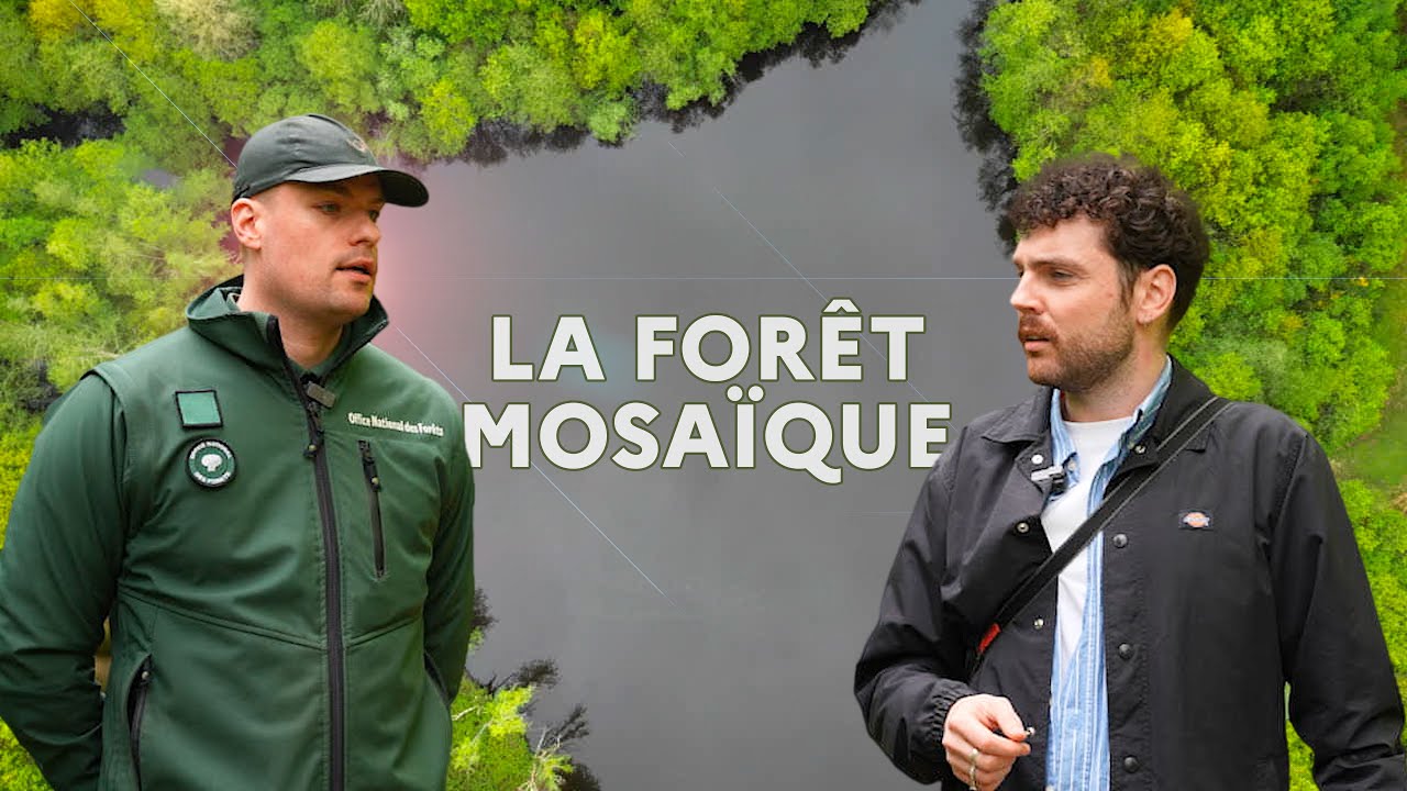 La forêt mosaïque de Rennes